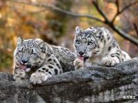 关于洞庭暴熊队对阵雪域雪豹队，斯诺克小组赛读秒绝平，门将神扑救主——赛季拐点或已出现的信息-球速官方