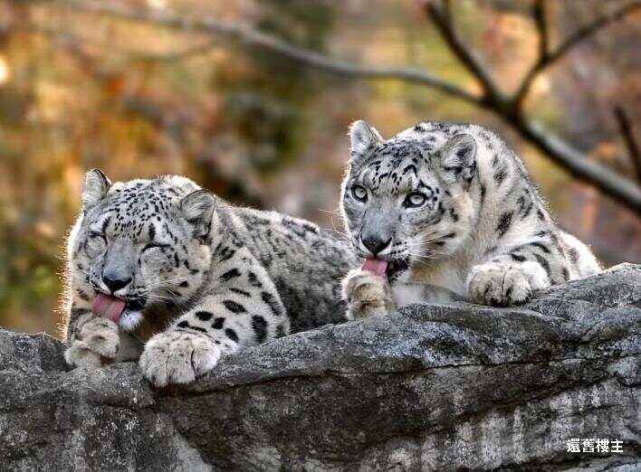 关于洞庭暴熊队对阵雪域雪豹队,斯诺克小组赛读秒绝平,门将神扑救主——赛季拐点或已出现的信息 关于洞庭暴熊队对阵雪域雪豹队,斯诺克小组赛读秒绝平,门将神扑救主——赛季拐点或已出现的信息