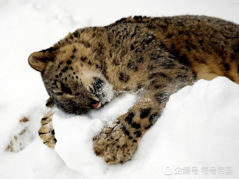 关于洞庭暴熊队对阵雪域雪豹队,斯诺克小组赛读秒绝平,门将神扑救主——赛季拐点或已出现的信息 关于洞庭暴熊队对阵雪域雪豹队,斯诺克小组赛读秒绝平,门将神扑救主——赛季拐点或已出现的信息